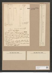 Synedra laevigata Grun. (de-Toni-Nr.: Genus 66, Species 2587) Zeichnungen Sammlung Grunow Nr. 5250 (NHMW-BOT-W0373626)